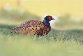 <p>BAŽANT OBECNÝ (Phasianus colchicus) Mladá Boleslav-Radouč /Common pheasant - Fasan/</p>